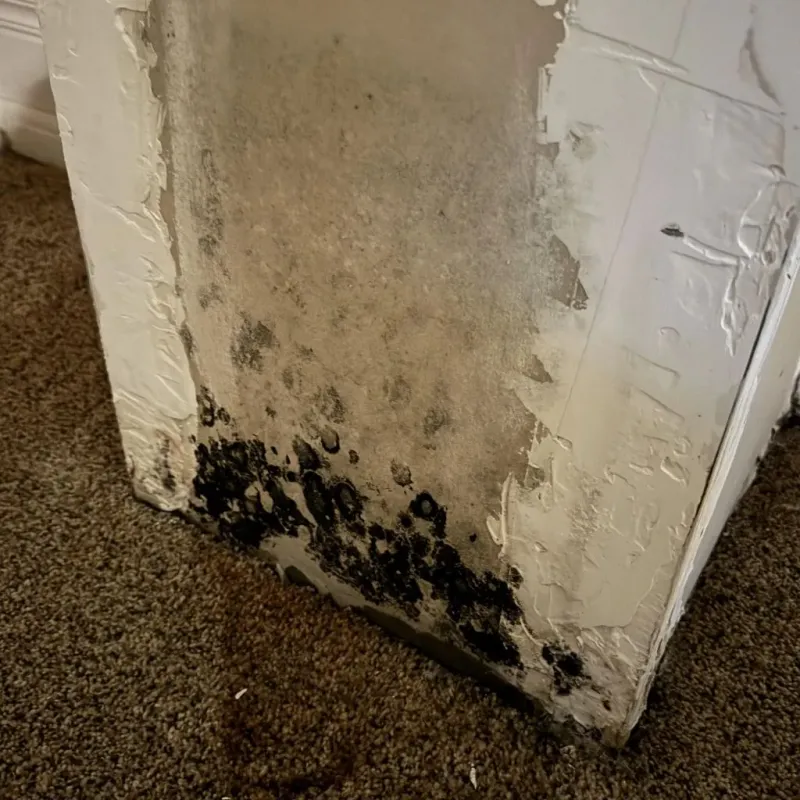 Professional Mold Removal in Webster, TX